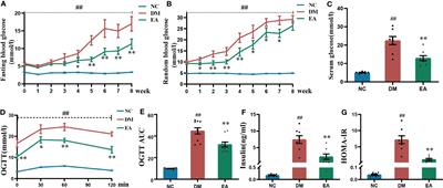 Electroacupuncture treatment ameliorates metabolic disorders in obese ZDF rats by regulating liver energy metabolism and gut microbiota